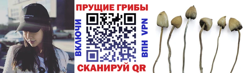 Псилоцибиновые грибы Cubensis  Купить закладки  Карачев 